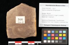 Foto (Objekt + Etikett) von Quercus palaeoilex Ettingshausen (NHMW-GEO-2024-0188-0946)